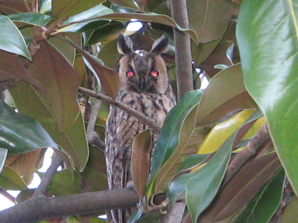 Roost gufi in pericolo ad Ostellato (Fe)